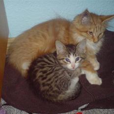 Maine Coon vingsted`s G-star