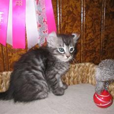 American Curl Some kind of magic Flying