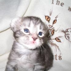 American Curl Some kind of magic Flying