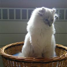 American Curl Fantasy curls Kenaya