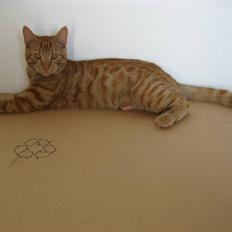 Blanding af racer MCO/? O'Malley