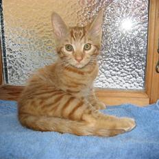 Blanding af racer MCO/? O'Malley