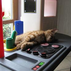 Blanding af racer MCO/? O'Malley