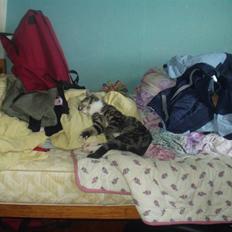 Blanding af racer Mik