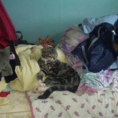 Blanding af racer Mik