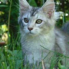 Maine Coon DK Dalibro´s Cocoa Beach