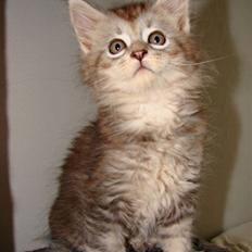 Maine Coon DK Dalibro´s Cocoa Beach