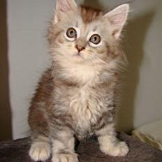 Maine Coon DK Dalibro´s Cocoa Beach