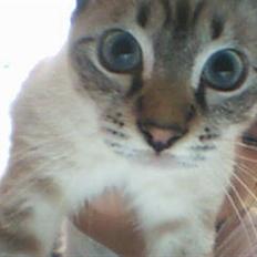 Ocicat Nikki