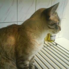 Ocicat Nikki