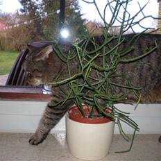 Blanding af racer Mille-pigen