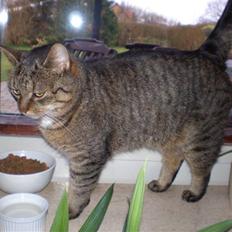 Blanding af racer Mille-pigen