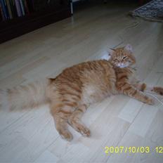 Blanding af racer Gimli