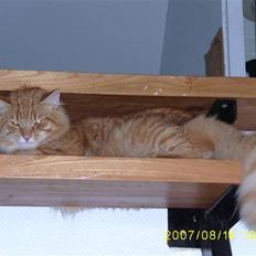 Blanding af racer Gimli