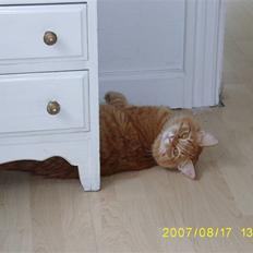 Blanding af racer Gimli