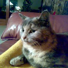 Blanding af racer Mie