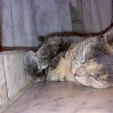 Blanding af racer Mie