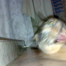 Blanding af racer Mie