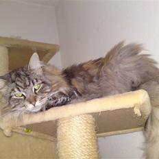 Maine Coon mercy