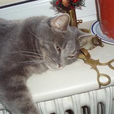 Blanding af racer tomse