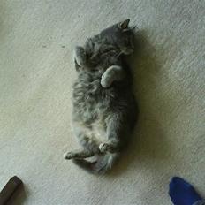 Blanding af racer tomse