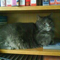 Blanding af racer tomse