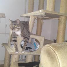 Blanding af racer benjamin