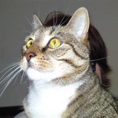 Blanding af racer benjamin