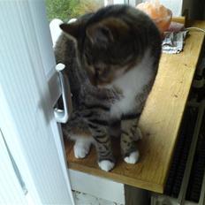 Blanding af racer benjamin