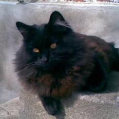 Blanding af racer Harry