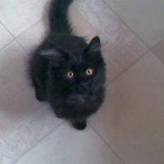 Blanding af racer Harry