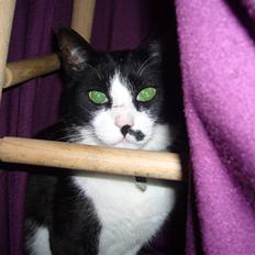 Blanding af racer Figaro