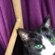 Blanding af racer Figaro