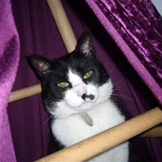 Blanding af racer Figaro