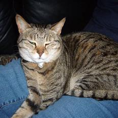 Blanding af racer Duchez