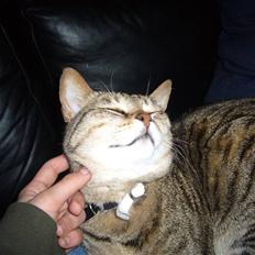 Blanding af racer Duchez