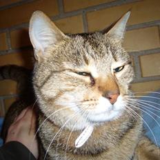 Blanding af racer Lady