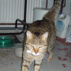 Blanding af racer Lady