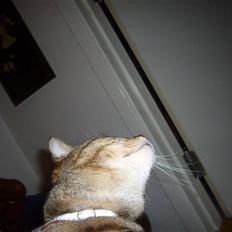 Blanding af racer Lady