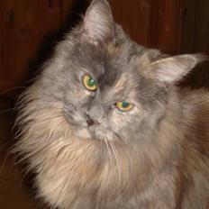 Maine Coon Blue Diamond