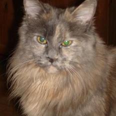 Maine Coon Blue Diamond