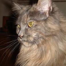 Maine Coon Blue Diamond