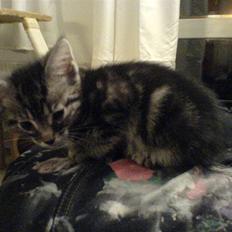 Blanding af racer Diablo ** I Himlen **