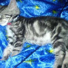 Blanding af racer Diablo ** I Himlen **