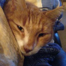 Blanding af racer Garfield <3 Død