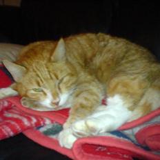 Blanding af racer Garfield <3 Død