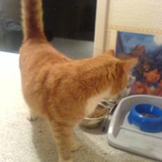 Blanding af racer Garfield <3 Død