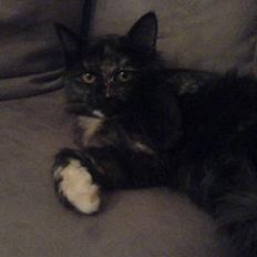 Maine Coon Betty