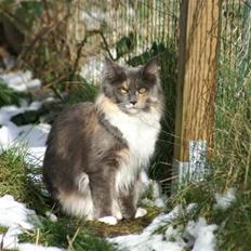 Maine Coon Efia
