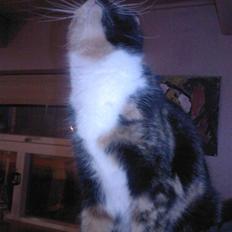 Blanding af racer Bette Ruth